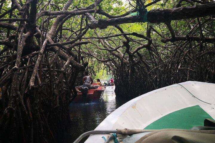 Mangroves